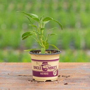 Sage – Grey – 4″ Pot