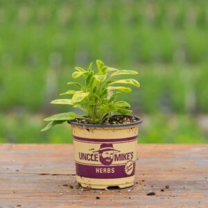 Sage – Icterina – 4″ Pot