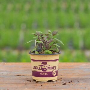 Sage – Purple – 4″ Pot