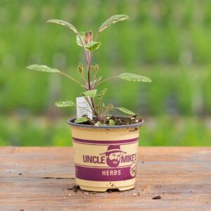 Sage – Tricolor – 4″ Pot