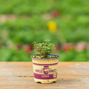 Thyme – Lemon – 4″ Pot