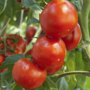 Tomato – Rutgers – 4″ Pot