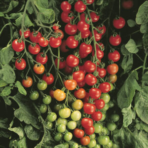 Tomato – Super Sweet 100 – 4″ Pot