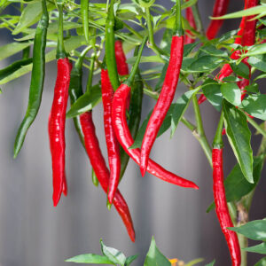 Pepper – Cayenne Red Long Slim – 6.5″ Pot