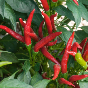 Pepper – Thai Dragon – 6.5″ Pot
