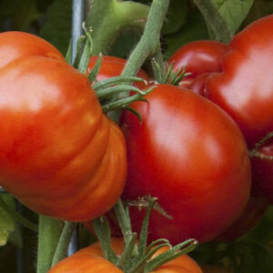 Tomato – Beefmaster – 6.5″ Pot