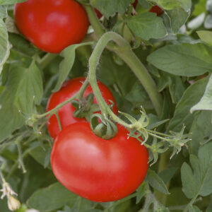 Tomato – Better Boy – 6.5″ Pot