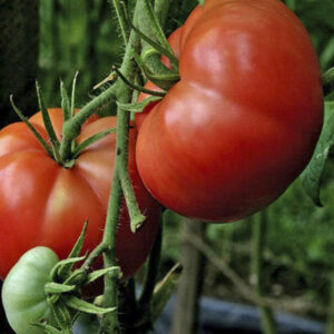Tomato – Big Boy – 6.5″ Pot