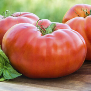 Tomato – Brandywine Red – 6.5″ Pot
