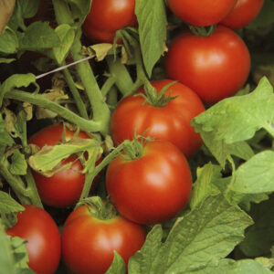 Tomato – Early Girl – 6.5″ Pot