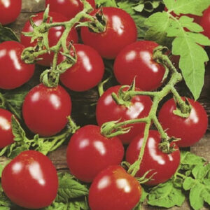 Tomato – Husky Red – 6.5″ Pot