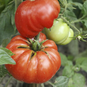 Tomato – Mortgage Lifter – 6.5″ Pot
