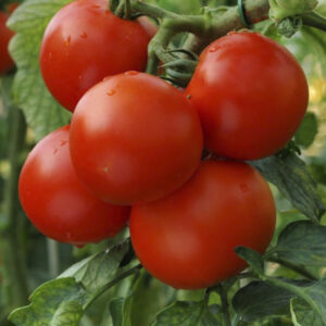 Tomato – Patio – 6.5″ Pot