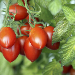 Tomato – Roma Plum – 6.5″ Pot