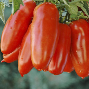Tomato – San Marzano – 6.5″ Pot