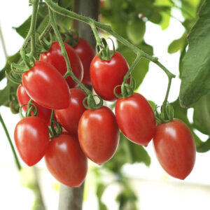 Tomato – Sugary – 6.5″ Pot