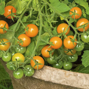 Tomato – Sungold – 6.5″ Pot