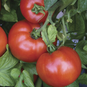 Tomato – Whopper – 6.5″ Pot
