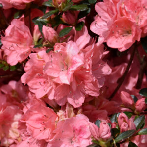 Azalea – Blaauw’s Pink – #2 Container