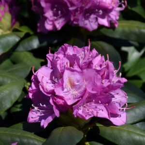 Rhododendron – Roseum Elegans – #2 Container