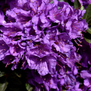 Rhododendron – Purple Gem – #3 Container