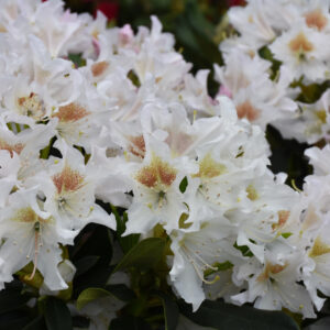 Rhododendron – Cunningham’s White – #3 Container