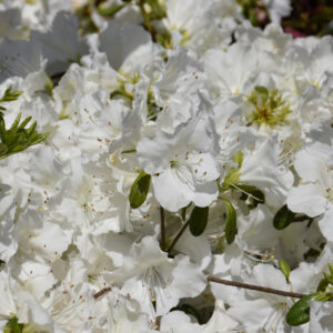 Azalea – Girard’s Pleasant White – #2 Container