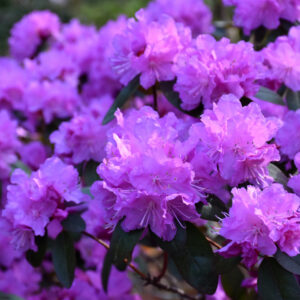 Rhododendron – PJM Elite – #2 Container