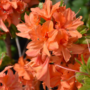 Azalea – Mandarin Lights – #2 Container