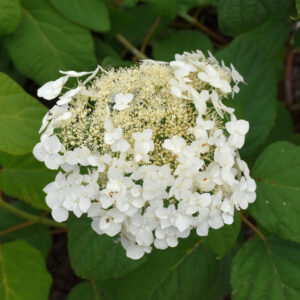 Hydrangea Arborescens – Haas Halo – #3 Container