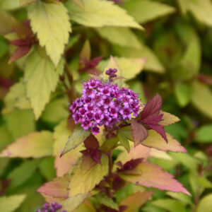 Spirea – Rainbow Fizz – #2 Container