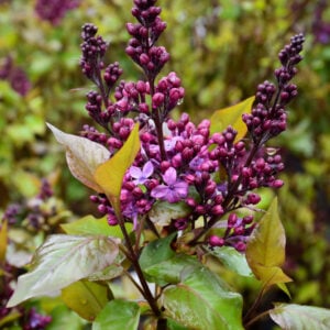 Lilac – Declaration – #3 Container