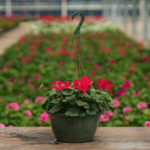 Geranium – Caliente Hot Coral – 10″ Hanging Basket