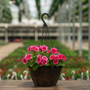 Geranium – Calliope Large Rose Mega Splash – 12″ Fiber Hanging Basket
