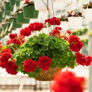 Geranium – Calliope Large Dark Red – 16″ Moss Hanging Basket