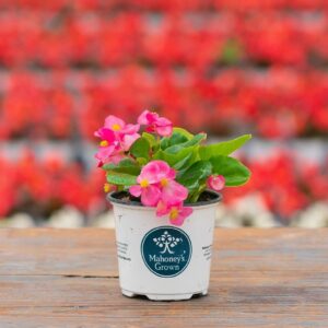 Begonia – Bada Bing Rose – 4″ Pot