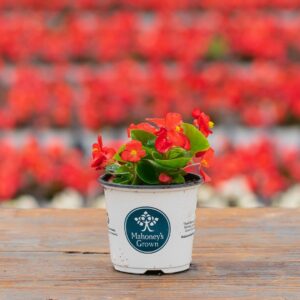 Begonia – Bada Bing Scarlet – 4″ Pot
