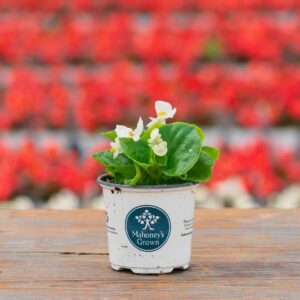 Begonia – Bada Bing White – 4″ Pot