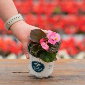 Begonia – Bada Bing Pink – 4″ Pot