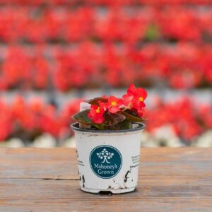 Begonia – Bada Boom Scarlet – 4″ Pot