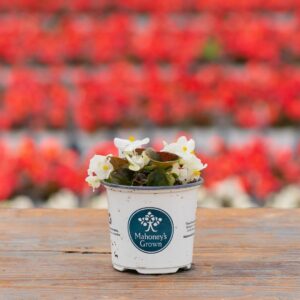 Begonia – Bada Boom White – 4″ Pot