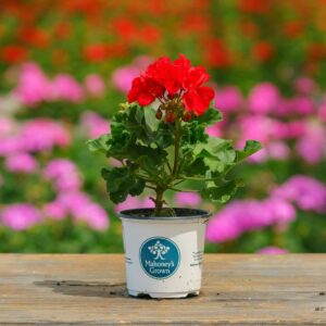 Geranium – Tango Dark Red – 4″ Pot
