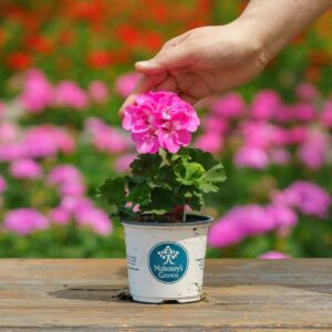 Geranium – Tango Deep Pink – 4″ Pot