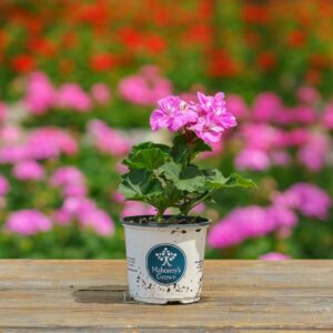 Geranium – Tango Lavender – 4″ Pot