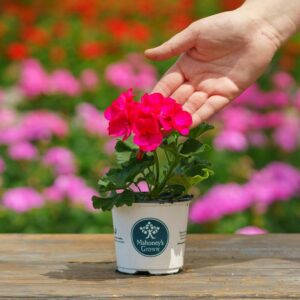 Geranium – Tango Neon Purple – 4″ Pot