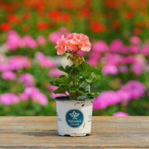Geranium – Tango Salmon – 4″ Pot