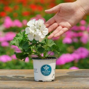 Geranium – Tango White – 4″ Pot