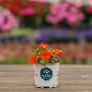 Impatiens – Beacon Orange – 4″ Pot