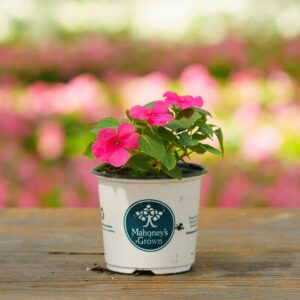 Impatiens – Beacon Rose – 4″ Pot
