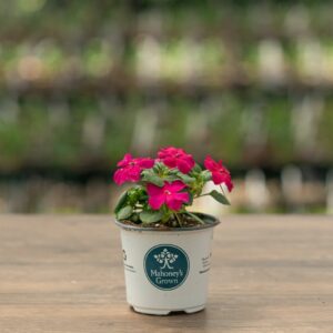 Impatiens – Beacon Violet – 4″ Pot